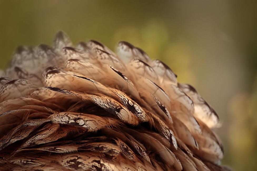 Plumas especializadas